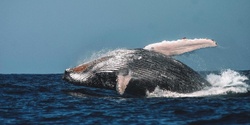Banner image for Brekkie or Lunch with the Whales
