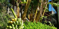 Banner image for Create a Banana Swale in your backyard