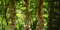 Banner image for Garlic, Cover Crops, and Compost