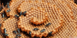 Banner image for Native Stingless Beekeeping