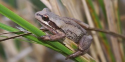 Banner image for Fantastic Frogs on Farms- Dixons Creek