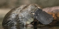 Banner image for KV Youth - Platypus Viewing with WET