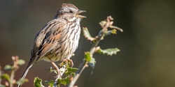 Banner image for A Bird Heard is a Bird Observed: Birding by Ear with Mike Krzywicki