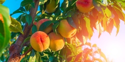 Banner image for Fruit Tree Pruning 