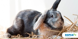 Banner image for Junior Animal Carer (8-11 years) Spring