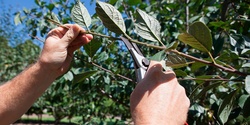 Banner image for Beginners Guide to Pruning - online