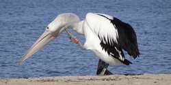 Banner image for Gippsland Pelicans: Citizen Science