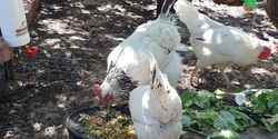 Banner image for Caring for Chickens