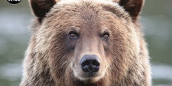 Banner image for Grizzly Bears: Guardians of the Wilderness