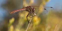 Banner image for Insects & Arthropods of the Morongo Basin