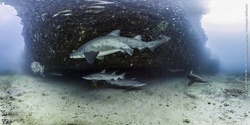 Banner image for Volvo Ocean Lovers Festival Science in Your Swimmers Talk -  Sharks - Good, Bad or Ugly?