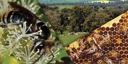 Banner image for Powerful Pollinators - planting to create havens for pollinating insects