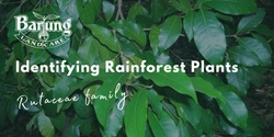 Banner image for Identifying Rainforest Plants of the Blackall Range: the family Rutaceae