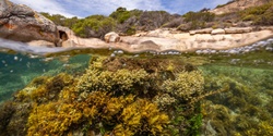Banner image for Great Southern Reef Film Screening