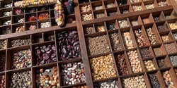 Banner image for WORKSHOP - Beginners Guide To Seed Saving - HDO '23