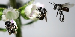 Banner image for Native Bee Workshop Millmerran