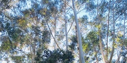 Banner image for Care for Creation - Gedumba (Katoomba)