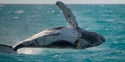 Banner image for Whale Wisdom & Ocean Medicine - A Deep-Listening Sea Experience, For Spiritual, Healing & Community Leaders
