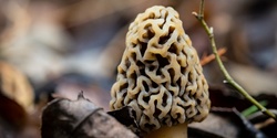 Banner image for Fascinated by Fungi