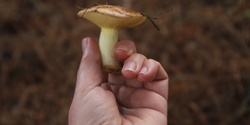 Banner image for ANZAC Day Wild Mushroom Hunt April 25th