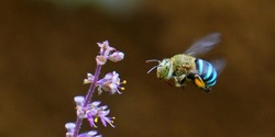 Banner image for Creating Habitat for Pollinators - workshop