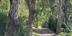 Banner image for Forest Therapy - Brimbank Park