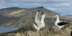 Banner image for Art and the Albatross - an Exhibition and Talk by Chrissy Wickes