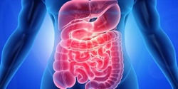 Banner image for Gut Health Lecture - Do you have the Guts to Change?