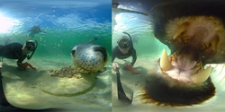 Banner image for Ocean Odyssey - 360 Exploration of the Great Southern Reef