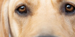 Banner image for Ask Guide Dogs Webinar - February 2024