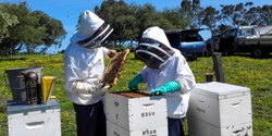 Banner image for Hill Top Hives - Introduction to Beekeeping 