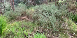 Banner image for Plant me instead: Stop the spread of Albury-Wodonga’s worst garden escapees