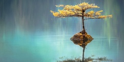 Banner image for Relaxation Meditation – Cultivate Awareness and Harmony within Your Body