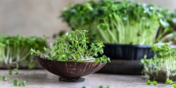 Banner image for Microgreens Growing Workshop 