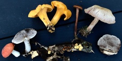 Banner image for For the Love of Fungi: A Full Sensory Experience! - 3rd Annual Mushroom and Arts Festival