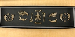 Banner image for DIY Owl Pellet Bone Box