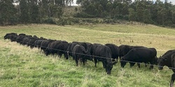 Banner image for Paddock Scale Grazing Trials at Copping