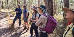 Banner image for Curramore Forest Walk with Susie Duncan