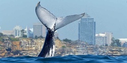 Banner image for Luxury Whale Watching