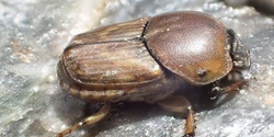 Banner image for Discover Dung Beetles