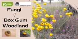 Banner image for Fungi of Box Gum Grassy Woodlands - Fungi Survey Morning