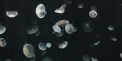 Banner image for Dance of the Moonlight Jellies