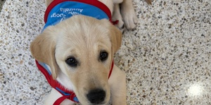 Assistance Dogs Australia 