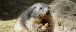 Marmot Tickets