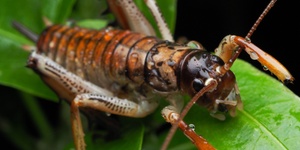 Helping wētā: nature's nocturnal nurturer,