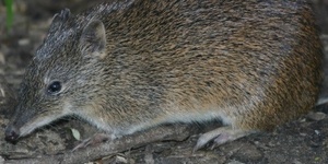 Contribute to Bandicoot Habitat Protection – Morialta Conservation Park