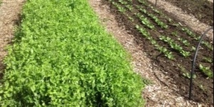 March 13 – Cover Crops for the Garden