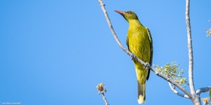 Birdlife TopEnd - Birds of Casuarina Coastal Reserve