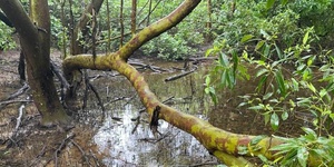 Mangrove Exploration 