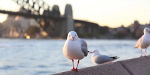 VEH Early Breezy Bliss: Tickets to Hobart Sailing Splendor